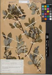 Foto von Salix glabra Scop.